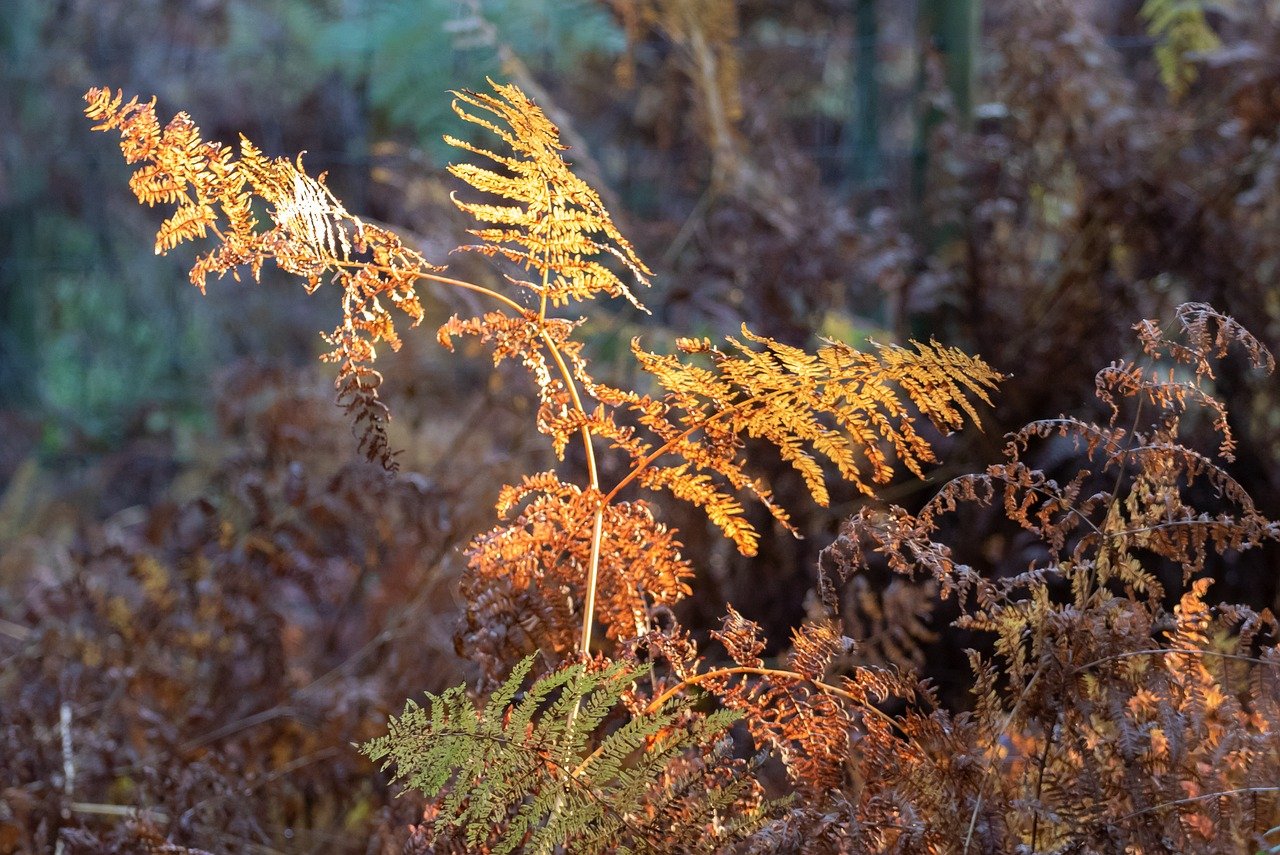 cuando inicia el otoño en españa